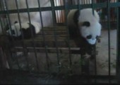 Panda bricht aus