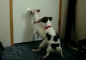 Der Hund nutzt die Gunst der Stunde
