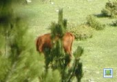 http://www.hornoxe.com/partner_out.php?url=http://www.hornoxe.com/die-kuh-und-das-schwein-30-out.html