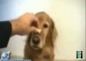 http://www.hornoxe.com/hund-voll-verarscht-37-out.html