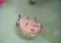 Schwimmender Igel