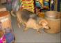 Fette Tiere