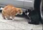 Katze macht merkwürdige Geräusche