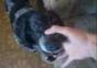 Bla bla bla Hund