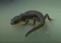 Wasserabweisender Gecko
