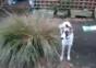 Hund vs. Busch