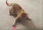 Katze vs. Laserpointer