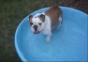 Diese Bulldogge freut sich über ihren neuen Pool
