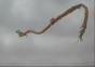 Drachen-Drachen