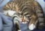 Katze benutzt ihren eigenen Kopf als Sitzfläche