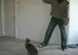 Springende Katze