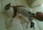 Katzen sauber machen