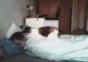 Diese Katze ersetzt den Wecker