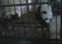 Panda bricht aus