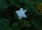 Mondblume