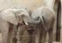 Perverser Elefant