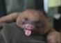 Baby Faultier gähnt