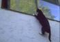 Parkourkatze