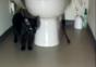 Katze vs. Leine