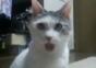 Was sieht diese Katze?
