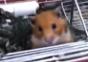 Was für ein süßer Hamster