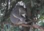 Koala spielt Luftgitarre
