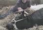Die Geburt des Oxen