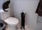 Katzen sind Arschlöcher – Compilation