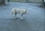 Tanzender Hund