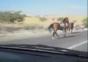 Pferd vs. Auto