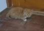 Raucherkatze