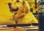 Hund liebt den Klang der Gitarre