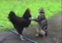 Katzen Clipmix