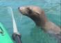 Robben als Fischdiebe