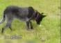 Dieser Hund hört auf die Kommandos seines Herrchens