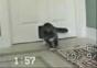 Na was kommt denn da aus der Katzenklappe