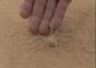 Rollende Spinne