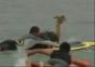 Alpaka beim surfen