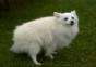 Wenn Hunde beim kacken zu doll pressen