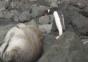 Pinguin beschreitet einen gefährlichen Pfad