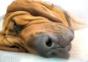 Schlafende Hunde – Best of Compilation