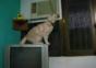 Katzensprung Fail