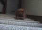 Hund mit schnellen Beinchen