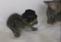 Katze mit Hut