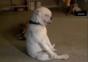 Bluesdog