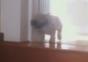 Hund bereitet sich auf den Sprung seines Lebens vor