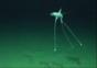 Tripod Fisch in 1443 Metern Tiefe