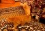 Super Mario Katze