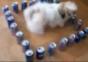 Hund vs. Dosen