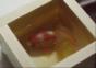 Goldfische in 3D malen